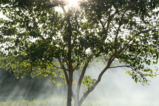 A leafy tree lit from behind by the sun. Rays of sunlight highlight the mist in the air.