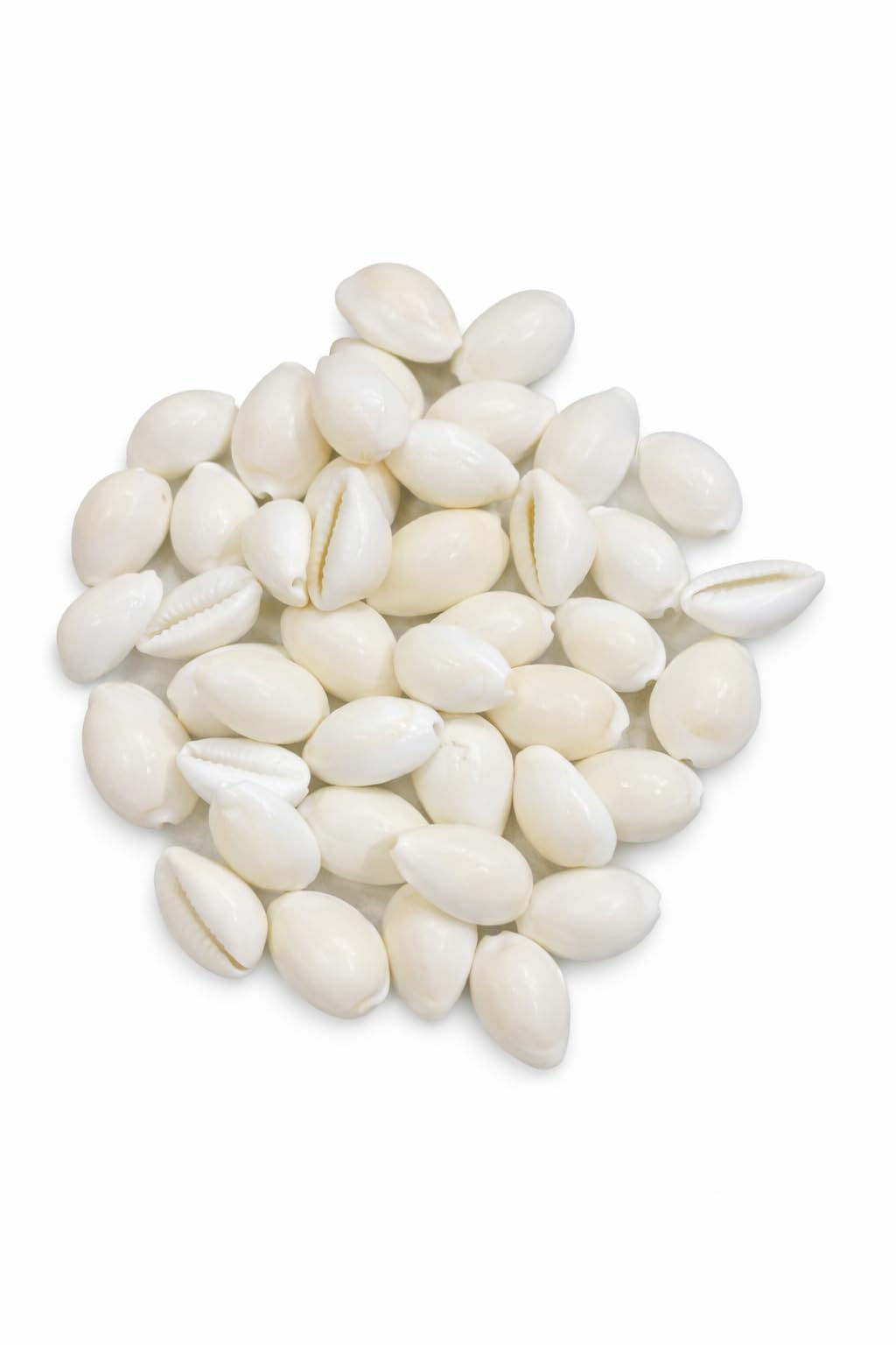 White  Cowrie Shells