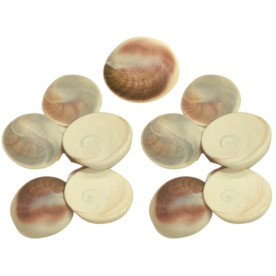 Gomati Chakra for Puja