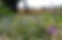 Blumenwiese 1.jpg
