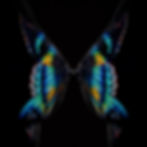 תמונה ממוזערת: METAMORPHOSIS SERIES - MT1