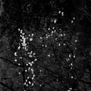 WEVERTON FLOWERS