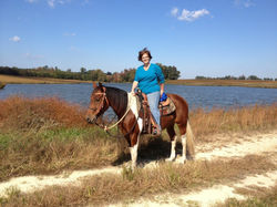 Horse for Sale / Lease