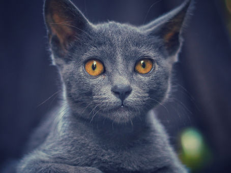 Cat Lover: My little Korat SESOMEYN