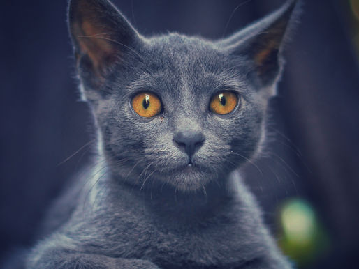 Cat Lover: My little Korat SESOMEYN