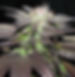 LA-Confidential-plant-e1369226079401