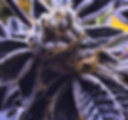 Cannabis Flower