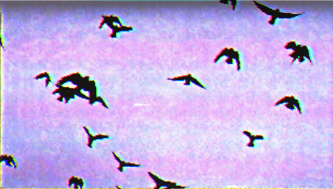 Santaferia_Tonto y Herido_Aves_2020