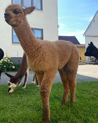 0-02-05-2ae024bb2df7aac0f006cd86c3e376541a3d719bcd7dcec040e8e5cda7b91aeb_cd2e14cad39dc3c3.