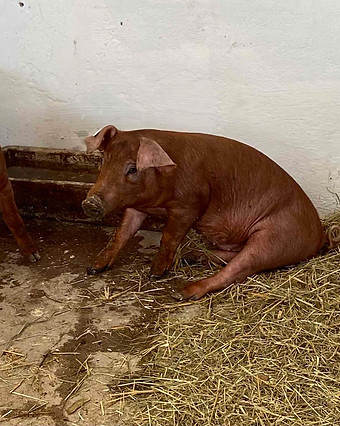 0-02-05-16dd2bcc872751249960565f59fb9e773c214c401d1f4608ec71a95262ba32fe_633def4702b057f7.