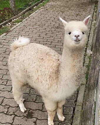 0-02-05-c0a63bc1fab65277f5b5a2504961e273a82f53b53fac931621e860f73a61e916_a05383ea867254f7.