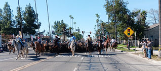 Hundreds line the streets for stampede
