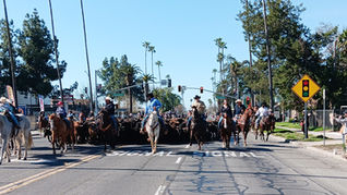 Hundreds line the streets for stampede