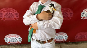 Successful Chowchilla fair for Alview-Dairyland 4-H