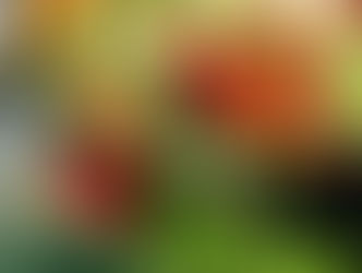 Chinese Dietetics - Food for Health