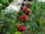 La Estrella, Fruity Red Bourbon - 250 Gr.