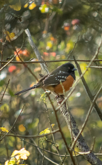 Bay Area  Animals_23.JPG