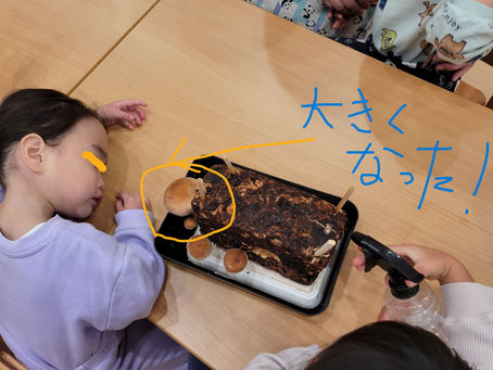 しいたけ第3弾「収穫できた!」