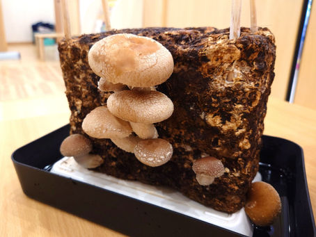 立派になった「しいたけ第2弾」3つ収穫しました!