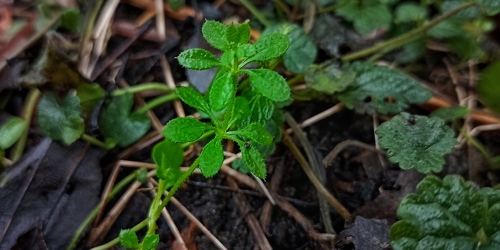 Solstice foraging course