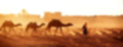 Camels with leader.jpeg