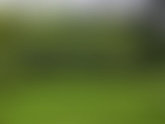 Tea as Regeneration: Bringing Jeju's Wild Orchard to Europe