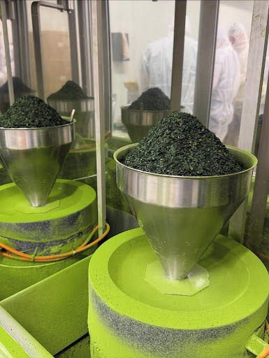 Griding tencha - before becoming Matcha