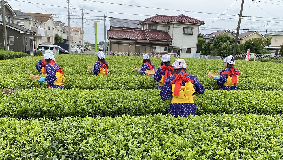 Miyanoen - one of the producers Yunomi.life collaborates with - offers the Green Tea-Picking Experience to their visitors
