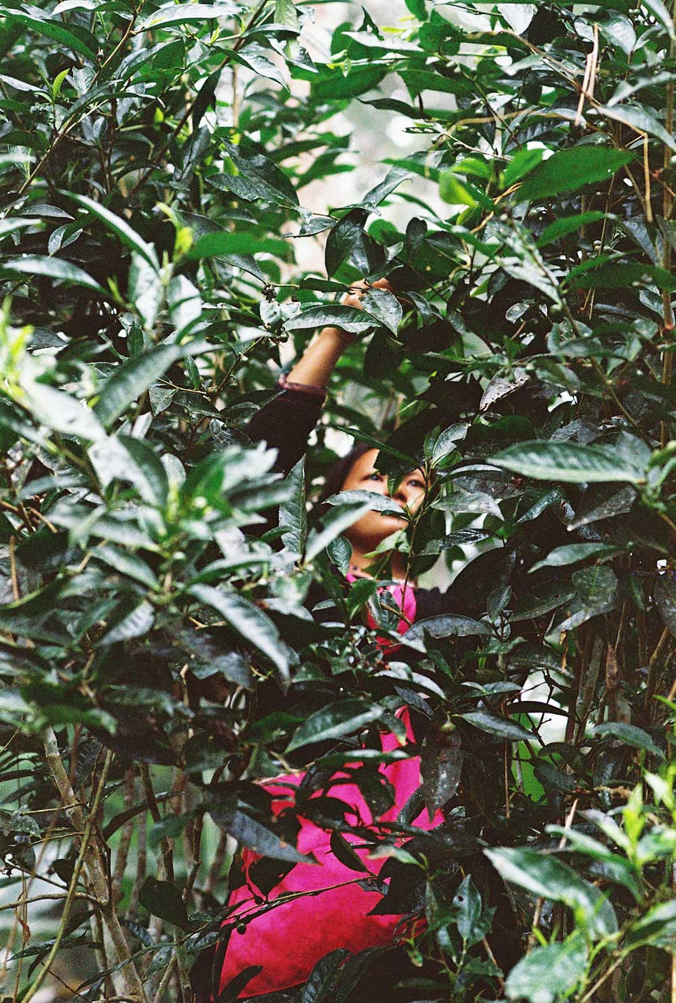 Sonok, cooperative member, picking the new tea buds and leaves in her forest garden,Nyot Ou, Phongsaly, Laos ©anthonyG/NOTC