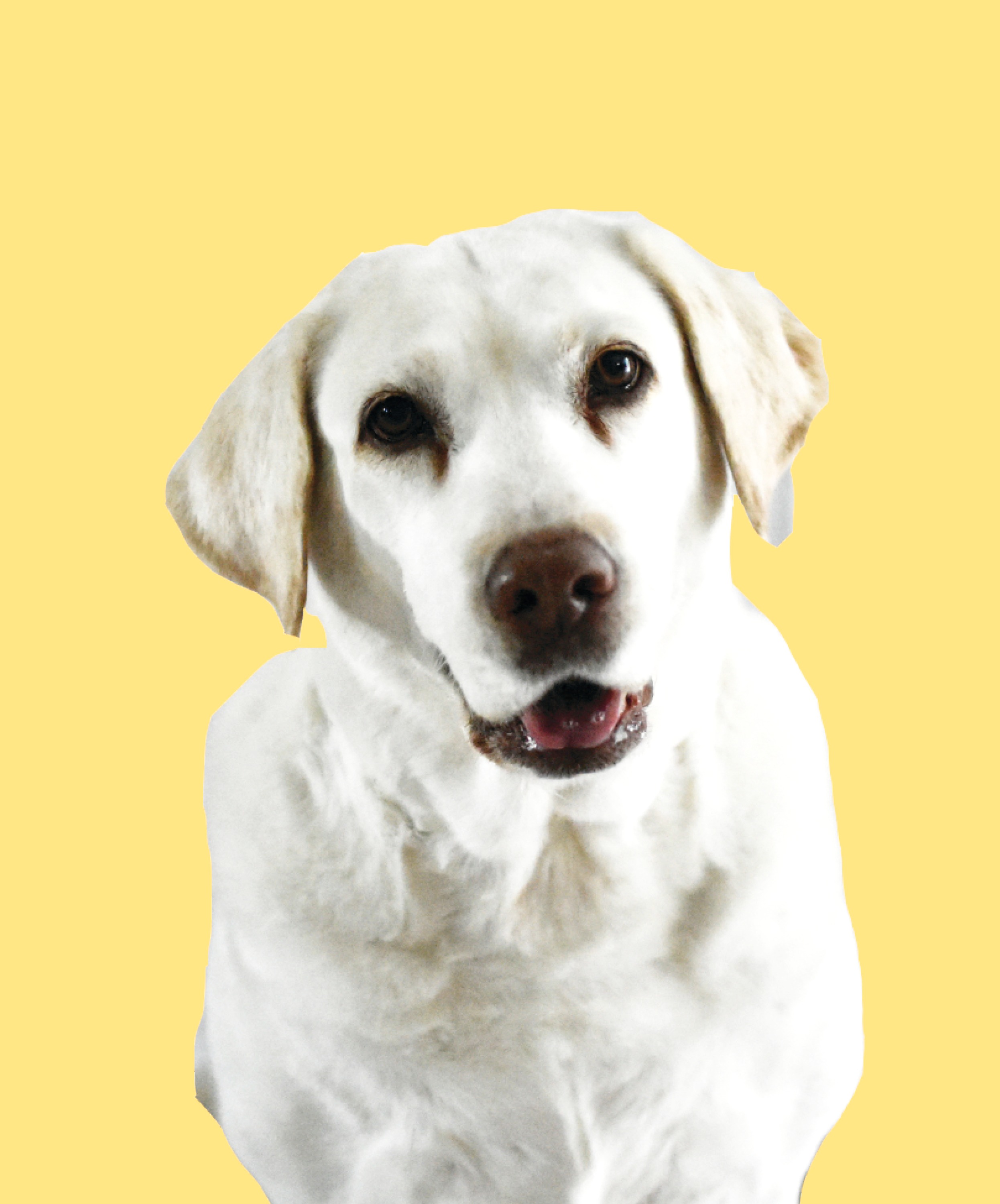 Topcoat 'n Tails Inc