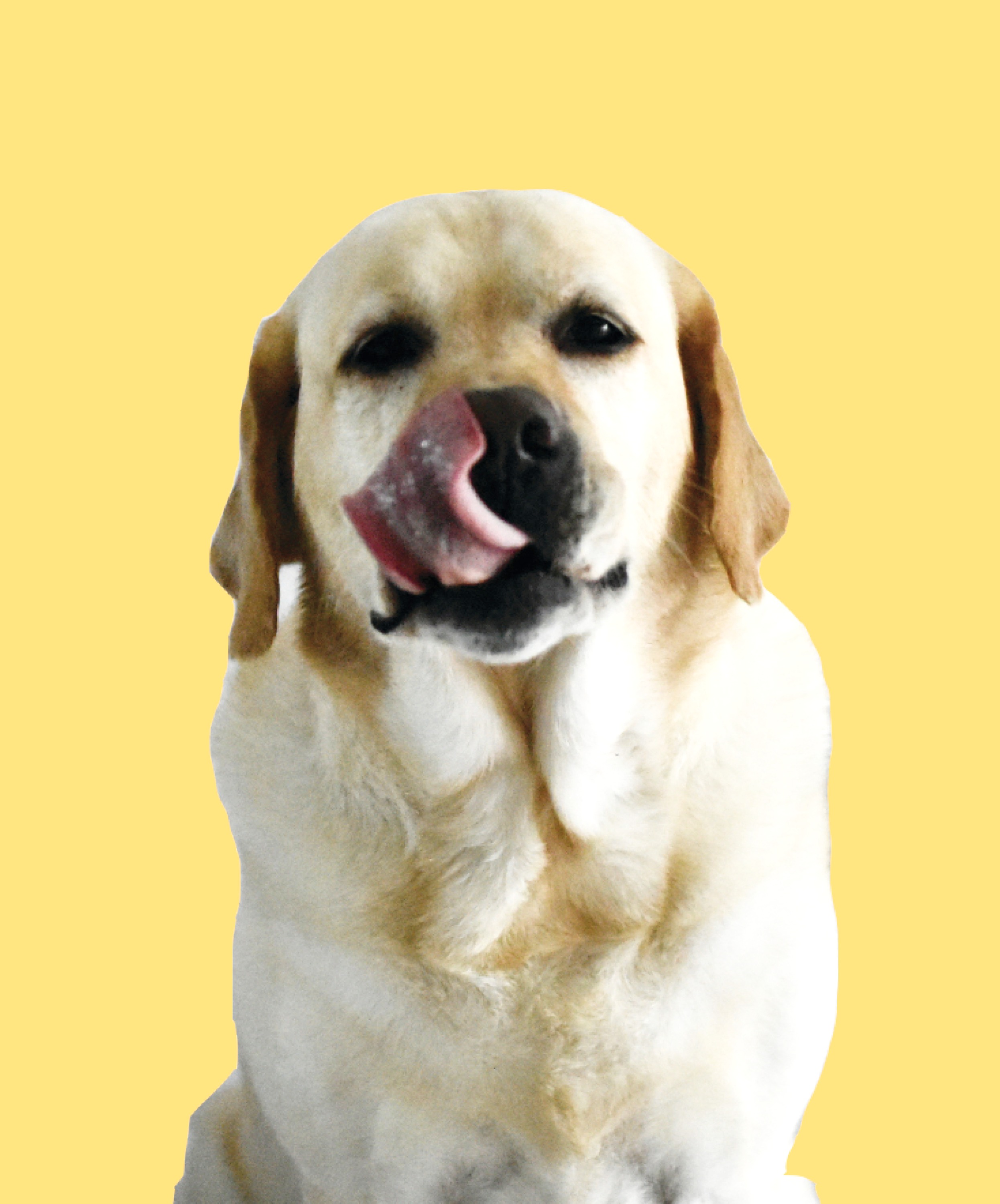 Topcoat 'n Tails Inc