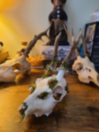 Mossy Roe Deer Skull
