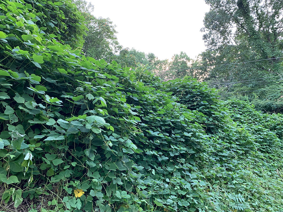 SEPT. 4 – KUDZU ERADICATION FOR HOMEOWNERS