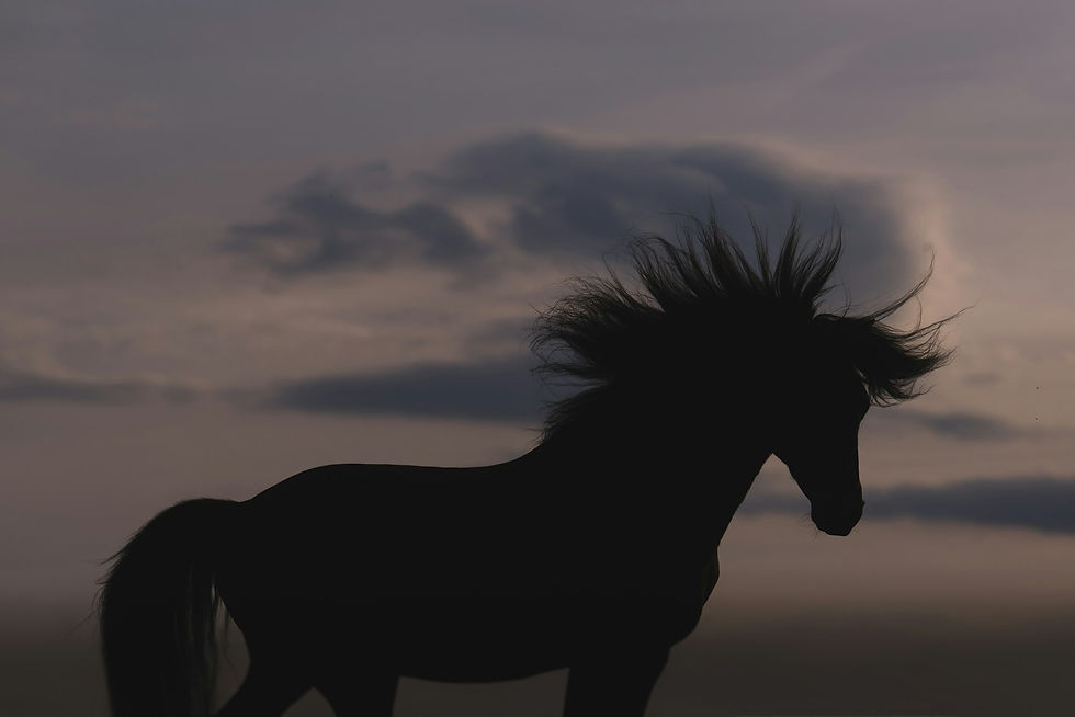 A wild horse American mustang