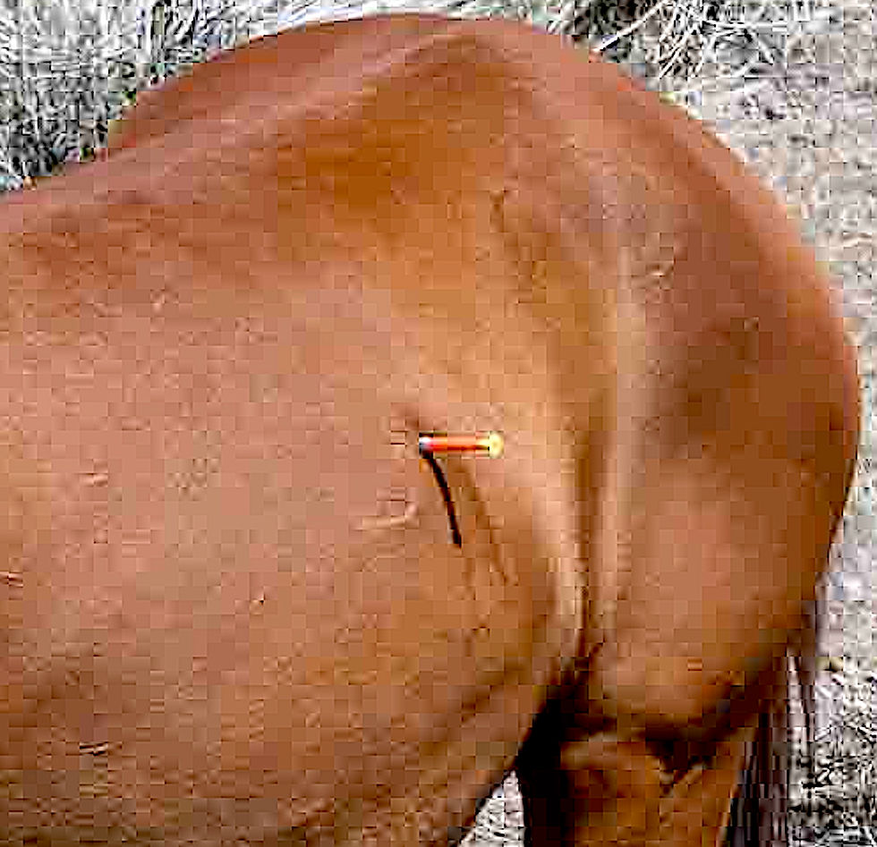 Closeup of a wild horse stands in a dry desert landscape with a misplaced dart lodged in its abdominal wall.