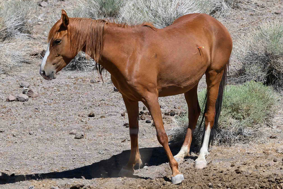 A wild horse stands in a dry desert landscape with a misplaced dart lodged in its abdominal wall.