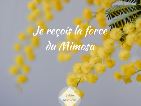 Je reçois la force du mimosa