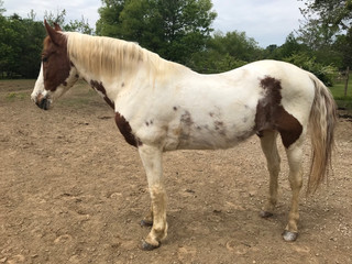 For Adoption- Cloud