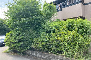 植栽伐採