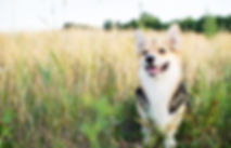 AdobeStock_164382741.jpeg