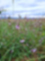 Fleurs de Vervain