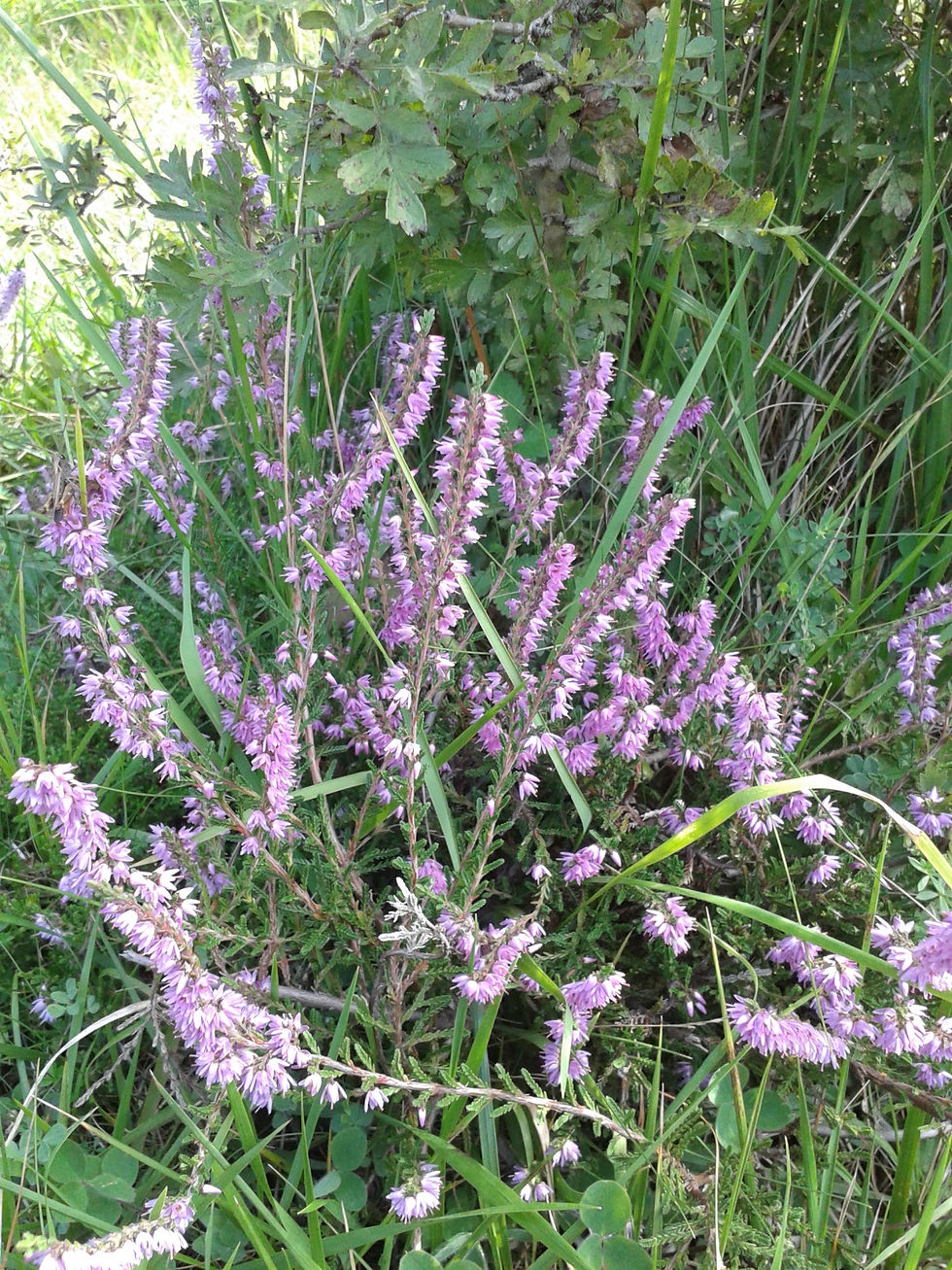 Miniaturbild: HEATHER - N° 14 - Bruyère - Elixir de Fleurs de Bach
