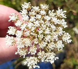 Fleur de carotte sauvage