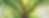 Photo of the midsection of a tree with bright green leaves and branches coming together at the trunk