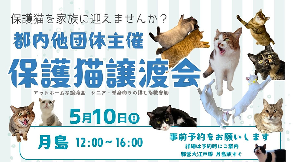 みなとねこ 保護猫譲渡会のコピー_edited.jpg