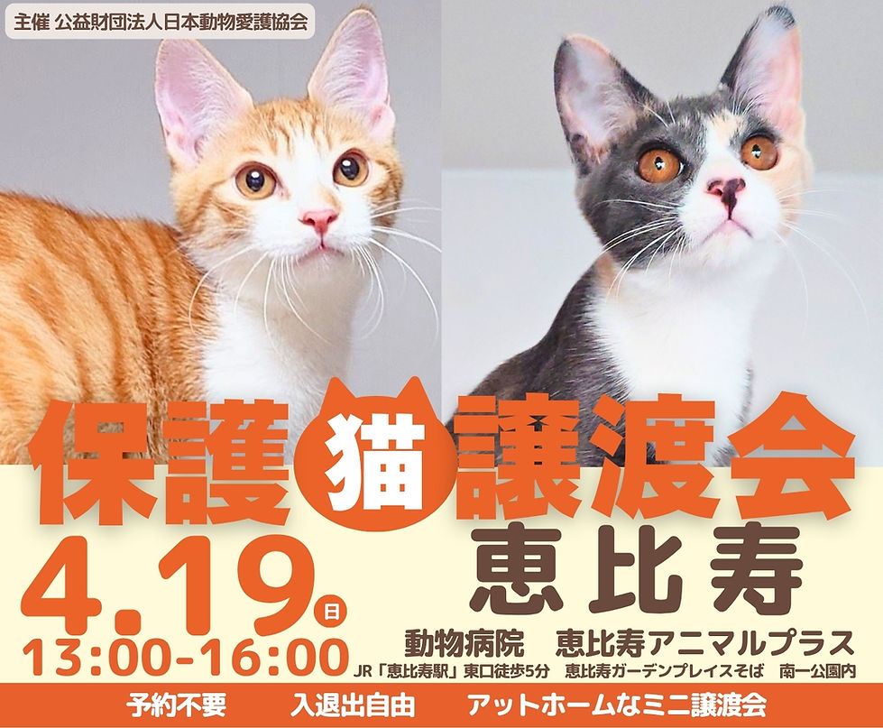 20260419チラシ (5)_edited.jpg