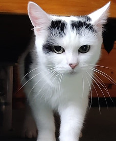 Millie.jpg