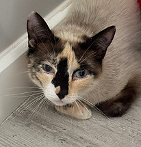 Smudge.jpg