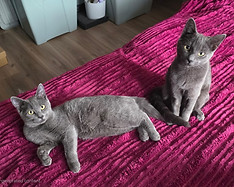 Freddie and Ferdinand.jpg