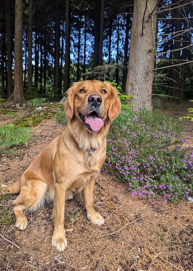 Maisy posing for a portrait in front of some heather
